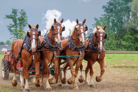 Types of Draft Horses on the Homestead Image